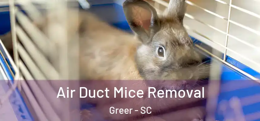 Air Duct Mice Removal Greer - SC